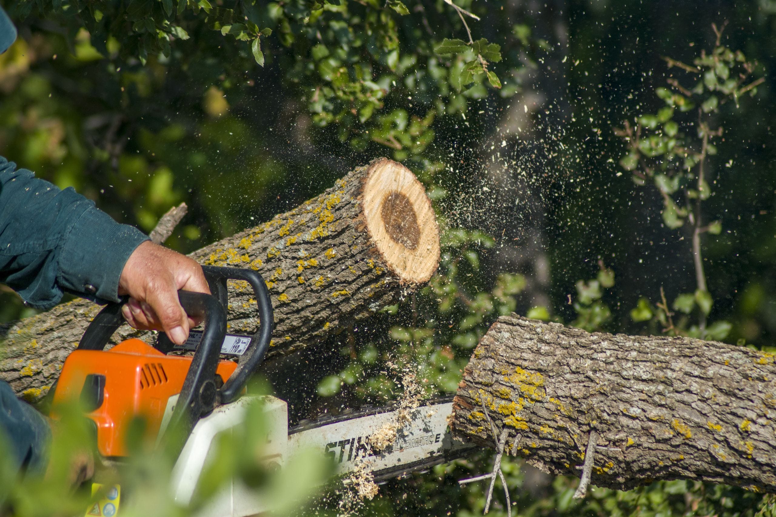 Professional tree service crew at work